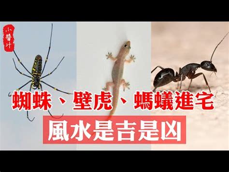 財位有蜘蛛|【家裡蜘蛛多風水】家裡蜘蛛多風水好嗎？專家解析不可不知的8。